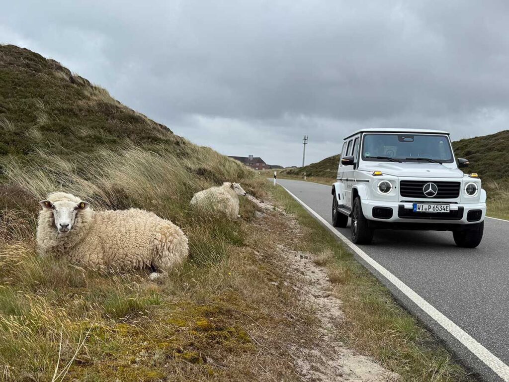 mercedes-g-580-fahrbericht-sylt Der neue Mercedes G 580 EQ in weiss in den Dünen auf Sylt und zwei Schafen in den Dünen Liegend